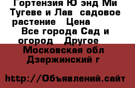 Гортензия Ю энд Ми Тугеве и Лав, садовое растение › Цена ­ 550 - Все города Сад и огород » Другое   . Московская обл.,Дзержинский г.